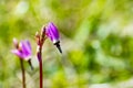 Close up Henderson`s Shooting Star Primula hendersonii wildflower, green background, California
