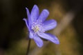 Close-up of a hepatica nobilis flower