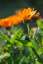 Close up herbal calendula