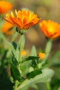 Close up herbal calendula