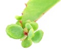 Close up of herbal kalanchoe