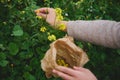 Close-up herbalist& x27;s hands collecting medicinal plants in mountains. Herbal alternative medicine for holistic