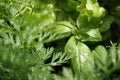 Close-up of herbs with water drops: basil, salad, fennel Royalty Free Stock Photo