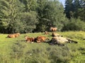 Horses are sleeping on a meadow in the forest