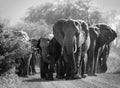 Close-up of a herd of African elephants walking single-file along a dirt road. Royalty Free Stock Photo