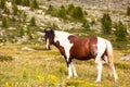 Close-up of a herd of brown and white horses