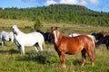 Close-up of a herd of brown and white horses Royalty Free Stock Photo