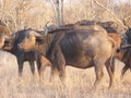 Close-up of a Herd of buffalo in a dry arid bush on and next to dead trees and grass