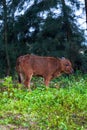 Close-up of a herd of buffalo feeding by the sea, old cow and calf Royalty Free Stock Photo