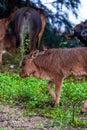 Close-up of a herd of buffalo feeding by the sea, old cow and calf Royalty Free Stock Photo