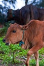 Close-up of a herd of buffalo feeding by the sea, old cow and calf Royalty Free Stock Photo