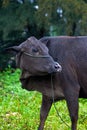 Close-up of a herd of buffalo feeding by the sea, old cow and calf Royalty Free Stock Photo