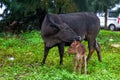 Close-up of a herd of buffalo feeding by the sea, old cow and calf Royalty Free Stock Photo