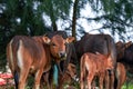 Close-up of a herd of buffalo feeding by the sea, old cow and calf