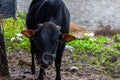 Close-up of a herd of buffalo feeding by the sea, old cow and calf Royalty Free Stock Photo