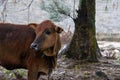 Close-up of a herd of buffalo feeding by the sea, old cow and calf Royalty Free Stock Photo