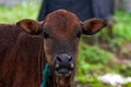 Close-up of a herd of buffalo feeding by the sea, old cow and calf Royalty Free Stock Photo