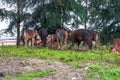 Close-up of a herd of buffalo feeding by the sea, old cow and calf Royalty Free Stock Photo