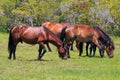 Close-Up of Herd of Corolla Wild Spanish Mustangs Royalty Free Stock Photo