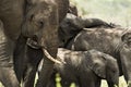 Close-up of a herd of elephants, Serengeti, Tanzania