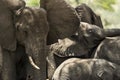 Close-up of a herd of elephants, Serengeti, Tanzania