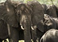 Close-up of a herd of elephants, Serengeti, Tanzania