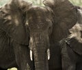 Close-up of a herd of elephants, Serengeti, Tanzania