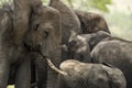 Close-up of a herd of elephants, Serengeti, Tanzania Royalty Free Stock Photo