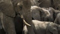 Close-up of a herd of elephants, Serengeti, Tanzania Royalty Free Stock Photo