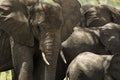 Close-up of a herd of elephants, Serengeti, Tanzania Royalty Free Stock Photo