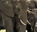 Close-up of a herd of elephants, Serengeti, Tanzania