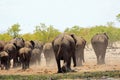 Close up of a herd of elephants walking away towards a forest