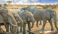 Close up of a Herd of elephants at a waterhole drinking, Hwange National Park, Zimbabwe, Southern Africa