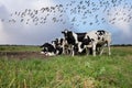 Close up of herd of flocking curious young black and white spotted cows in a natural green pasture