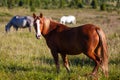 Close-up of a herd of horses Royalty Free Stock Photo