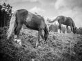 Close-up of a herd of horses Royalty Free Stock Photo