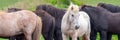 Close up of a herd of Icelandic horses Iceland Royalty Free Stock Photo