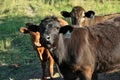 Close up of Herd of multi colored beef cattle in green countryside pasture Royalty Free Stock Photo