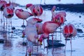 Close up of herd of pink James Flamingos feeding at Laguna Colorada, Lagunas Route, Bolivia