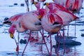 Close up of herd of pink James Flamingos feeding at Laguna Colorada, Lagunas Route, Bolivia