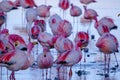 Close up of herd of pink James Flamingos feeding at Laguna Colorada, Lagunas Route, Bolivia