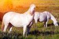 Close-up of a herd of white horses