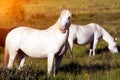 Close-up of a herd of white horses