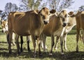 Close-up of a herd of young Jersey cattle