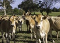 Close-up of a herd of young Jersey cattle