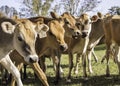 Close-up of a herd of young Jersey cattle