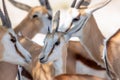 Close up of herd of young springbok, springbuck, or Antidorcas marsupialis Royalty Free Stock Photo