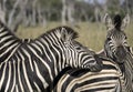 Close Up of a Herd of Zebra