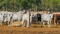 Close up of herds of australian brahman beef cattle being held at a cattle yard Royalty Free Stock Photo