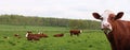 Close-up of Hereford cow head in front of herd of cows and calves